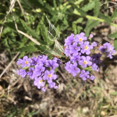 Blue Heliotrope