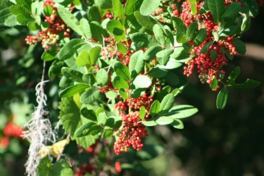 Broadleaf Peppertree