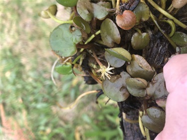 Frogbit Maria