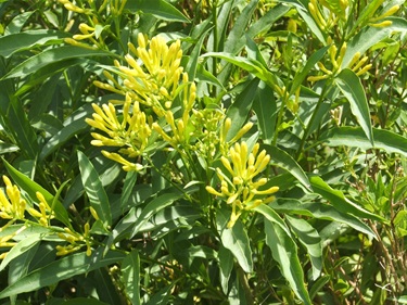 Green Cestrum