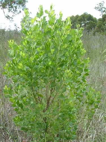 Groundsel Bush