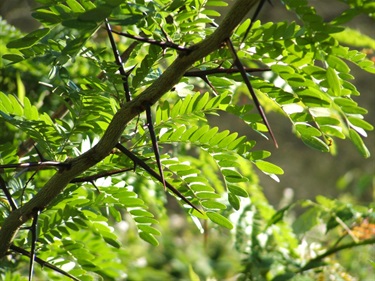 Honey Locust