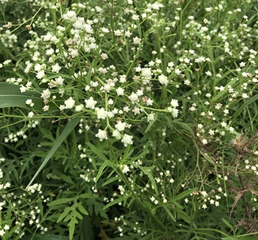 Parthenium Weed