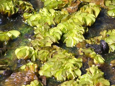 Salvinia