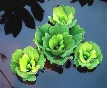 Water Lettuce