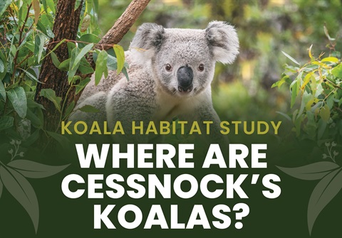 2025_Koala Habitat Study_Tile.jpg