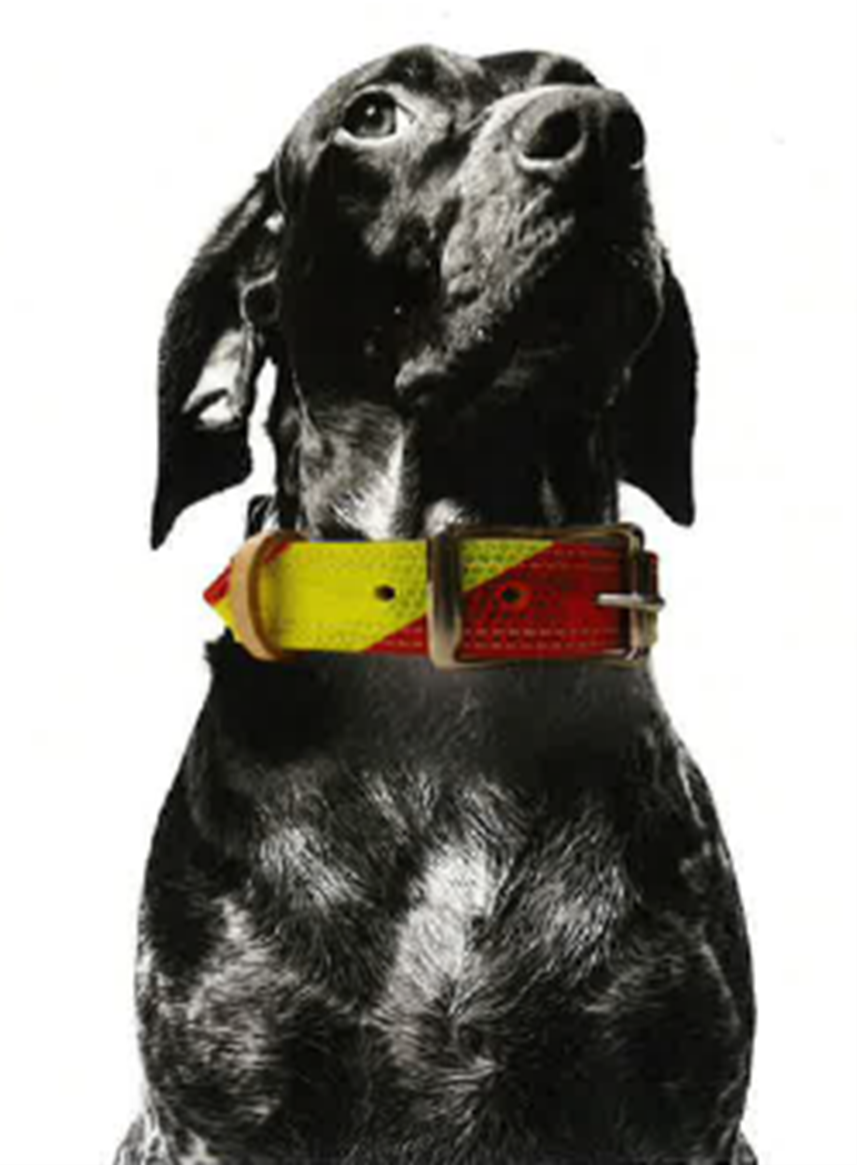 Dangerous-Dog-Collar.png
